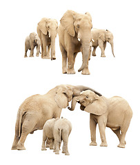 Image showing Family of Elephants Isolated