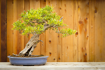 Image showing Pomegranate Bonsai Tree Against Wood Fence