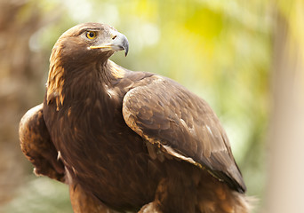 Image showing California Golden Eagle