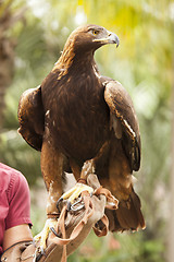 Image showing California Golden Eagle and Handler