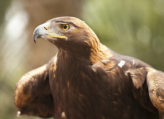 Image showing California Golden Eagle