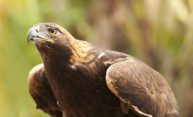 Image showing California Golden Eagle