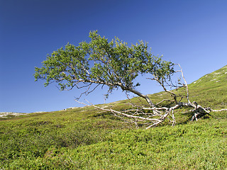 Image showing Lonely tree 