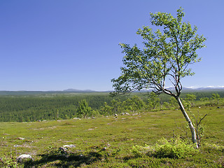 Image showing Lonely tree 