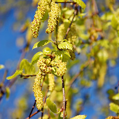 Image showing  Birch seeded spring branch