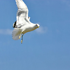 Image showing Seagull in flight on background blue sky