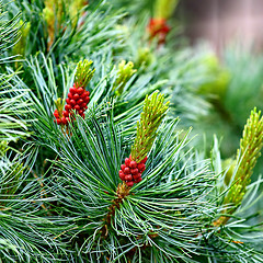 Image showing Pine with Cones natural background