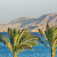 Image showing Two Palm trees, Red Sea 