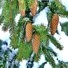 Image showing Pine with Cones