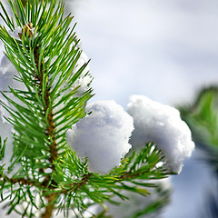 Image showing Frost on Pine