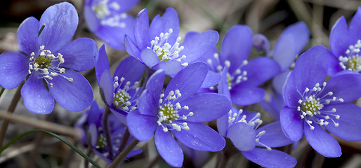 Image showing blue anemones