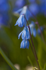 Image showing scilla