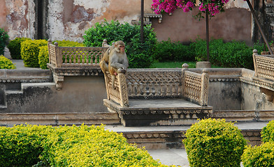 Image showing apes at Bundi Palace