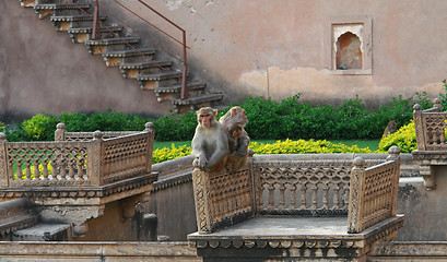 Image showing apes at Bundi Palace