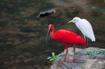 Image showing red ibis and cattle egret birds