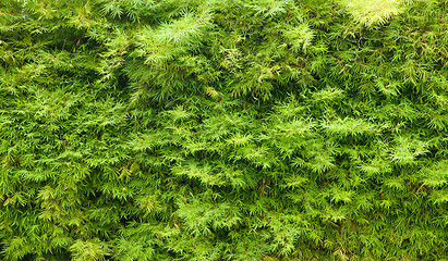 Image showing green hedge background texture