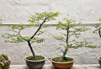 Image showing bonsai trees