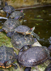 Image showing tortoises on waters edge