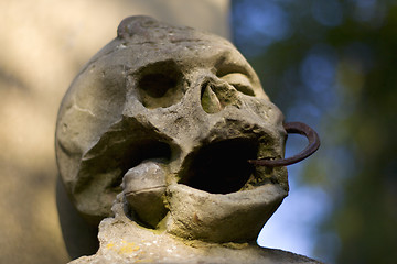 Image showing Skull