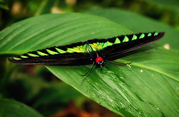 Image showing birdwing butterfly