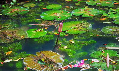 Image showing lilypads in pond