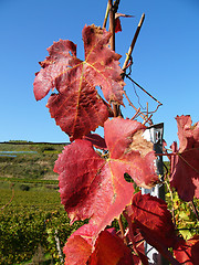 Image showing Vine Leaves