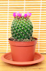 Image showing flowering cactus