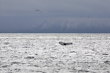 Image showing Whale tail