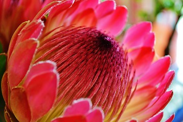 Image showing Protea blossom