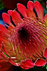 Image showing Protea blossom