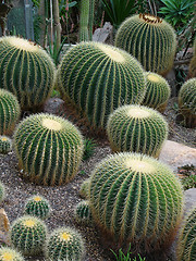 Image showing Cacti