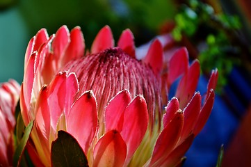 Image showing Protea blossom