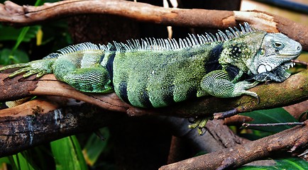 Image showing Iguana Lizard