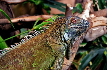 Image showing Iguana Lizard