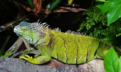 Image showing Iguana Lizard