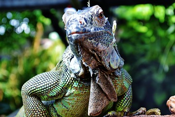 Image showing Iguana Lizard