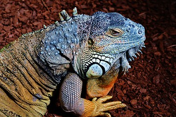 Image showing Iguana Lizard