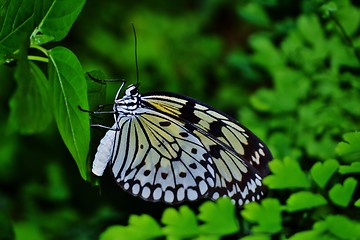 Image showing Colorful Butterfly