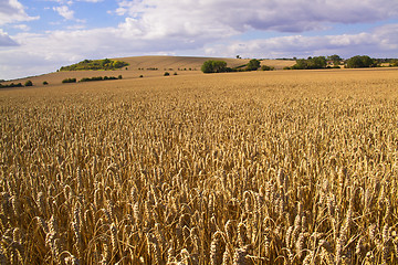 Image showing Wheat fields