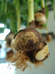 Image showing onion