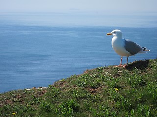 Image showing seagull sitting high over ocean