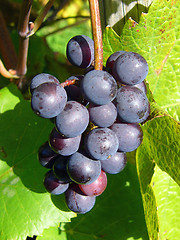 Image showing Wine Grapes