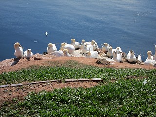 Image showing breeding sea birds on the Island of Helgoland