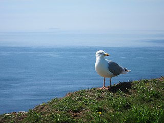 Image showing seagull sitting high over ocean