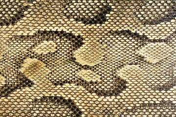 Image showing Snakeskin-Texture