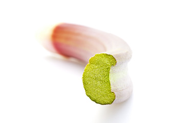 Image showing rhubarb