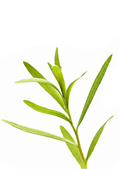 Image showing tarragon