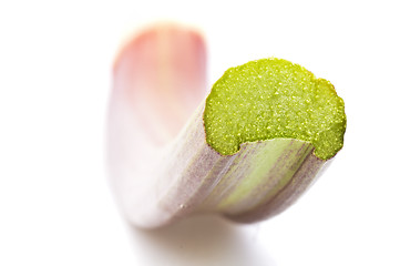 Image showing rhubarb