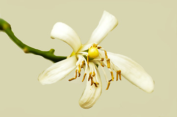 Image showing Lemon flower