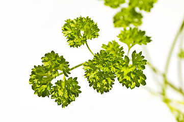 Image showing parsley